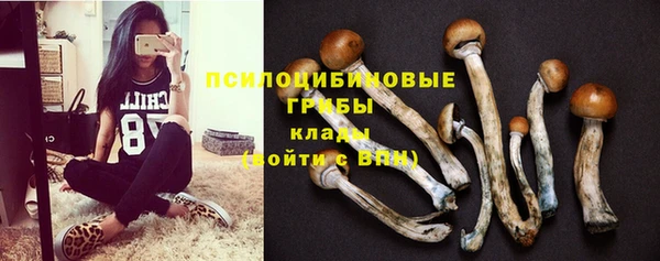 индика Богданович